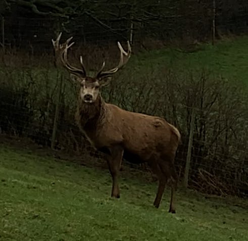 Stag good morning 