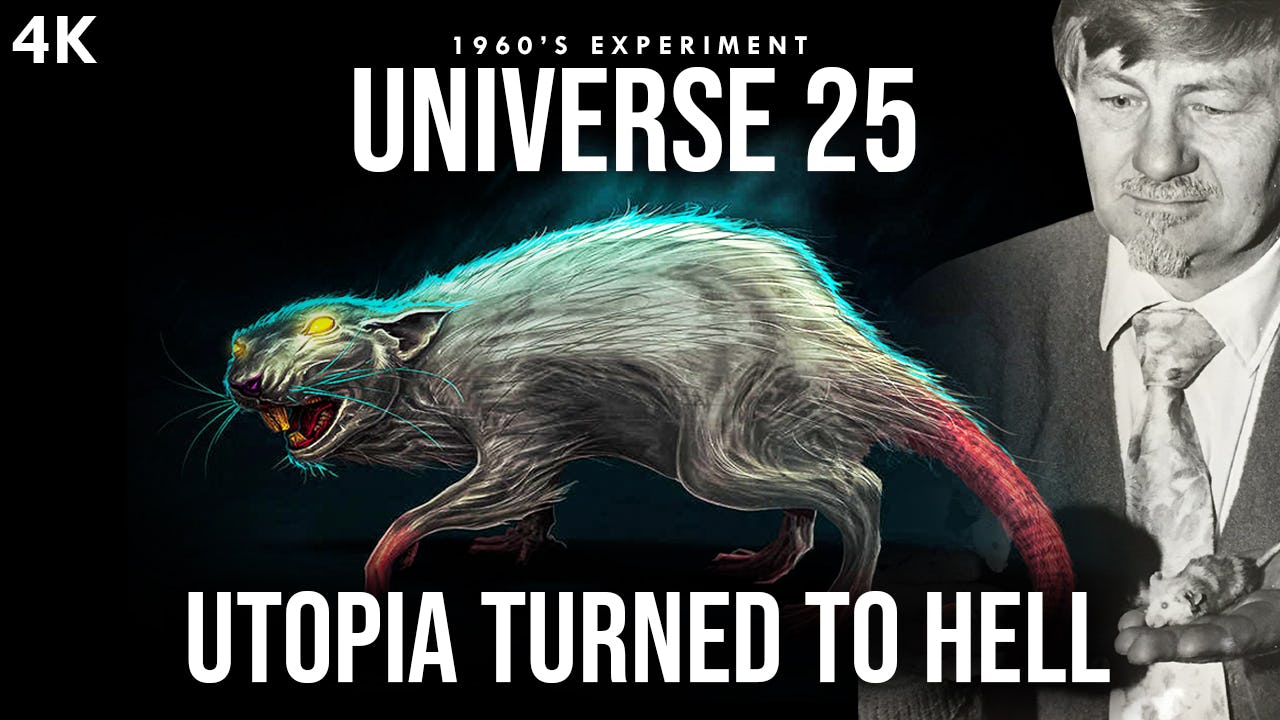 Universe 25: The Disturbing Social Experiment That Went Horribly Wrong. 